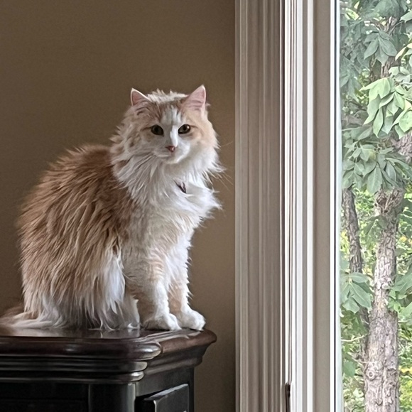 Meet your Posher, Lori (Bubbles) - Picture 7 of 16